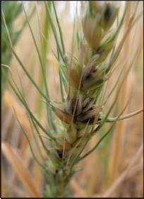 winter wheat infected with common bunt