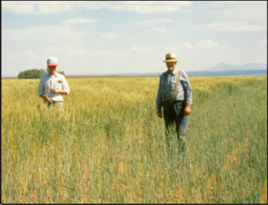 wheat plants with common bunt