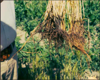 root rot is common in plants affected by take-all