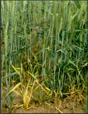 winter wheat exhibiting BYDV