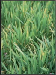 yellowing of winter wheat