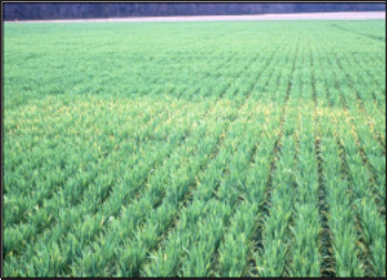 patches of diseased winter wheat 