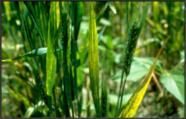 diseased what leaves exhibit streaking