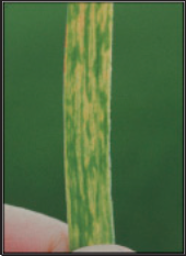 light yellow-green parallel streaking due to WSMV