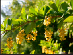 European barberry serves as an alternate host for the stem rust fungus