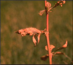 Aecia of stem rust on barberry