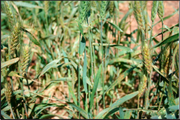 Stem rust pustules develop on infected plant parts including leaf sheaths, stems, spikes, and occasionally leaves as well