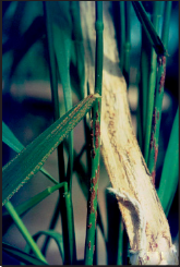 stem rust pustules